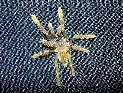 Молодой паук, недавно вышедший из кокона. Photo (c) Barry Wiles, 2005