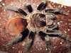 Brachypelma sp. epicureanum, possibly wrong identified