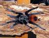 Brachypelma epicureanum adult male, possibly not correctly identified