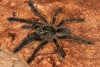 Eucratoscelus pachypus spiderling. Photo (c) Martin Gamache