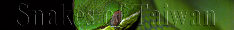 SNAKES OF TAIWAN by Hans Breuer