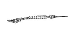 Structure of modified urticating hair of female of Reversopelma   petersi