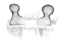 Spermathecae of Reversopelma petersi