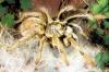 Augacephalus breyeri, природная взрослая самка