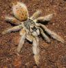 Augacephalus junodi, самка