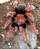 mature male