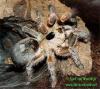 Ceratogyrus brachycephalus adult female