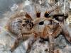Ceratogyrus brachycephalus adult female