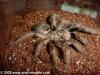 Ceratogyrus marshalli adult female