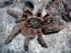 Ceratogyrus meridionalis adult female after ecdysis