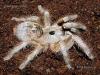 Ceratogyrus sanderi adult female