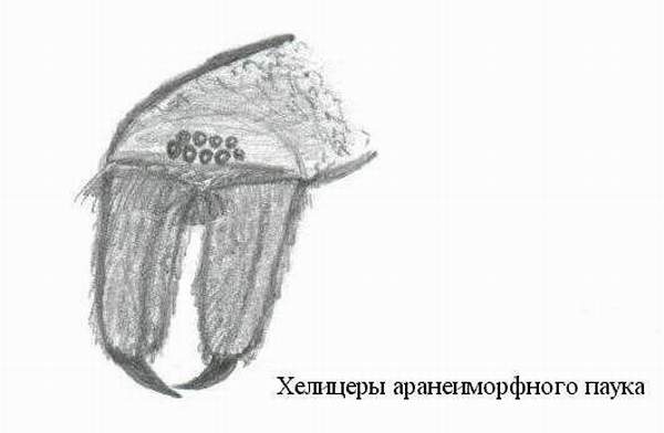 Chelicerae of araneimorph spider