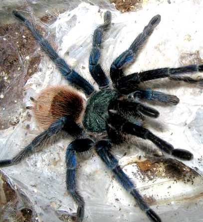 А вот птицеед Chromatopelma cyaneopubescens, обитающий в сухих биотопах, и ведущий