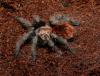 Juvenil tarantula showing its unique coloration