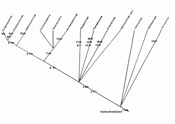 Cladogramma of subfamilies of Theraphosidae