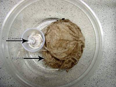 See the difference between the eggsac sizes of  Cyriocosmus and Theraphosa! Photo (c) Martin Gamache