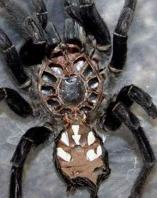 The typical spermatecae shape of representatives of genus Haplopelma minax-group