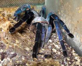 Птицеед Haplopelma lividum, являясь облигатным норником и населяя азитский регион,