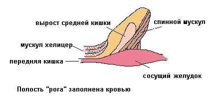 Строение рога птицеедов Ceratogyrus