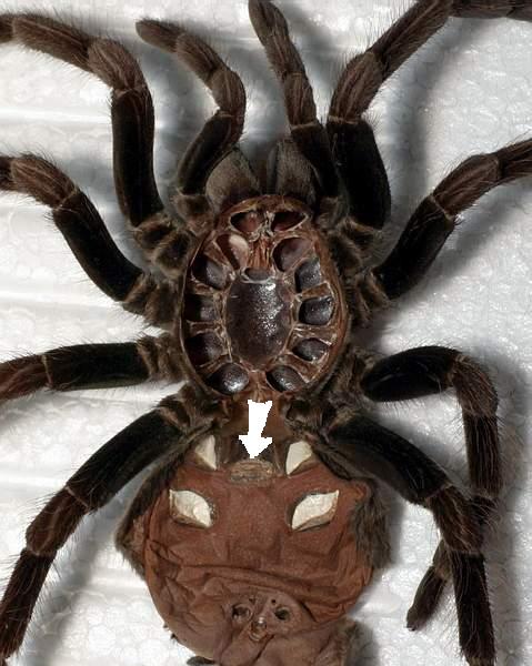 Spermathecae pocket at female exuvium