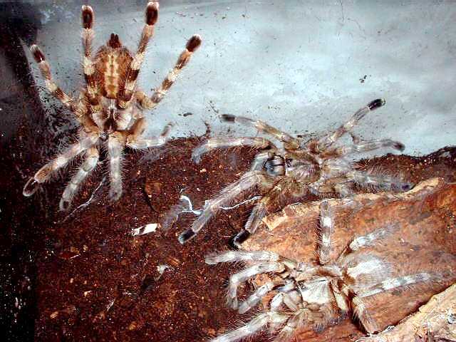 Группа птицеедов Poecilotheria formosa. Фото Рэя Гэбриела