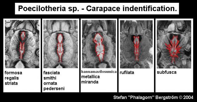 Идентификация птицеедов рода Poecilotheria по карапасу