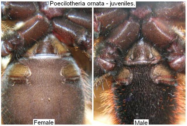 Половой диморфизм ювенильных особей Poecilotheria ornata