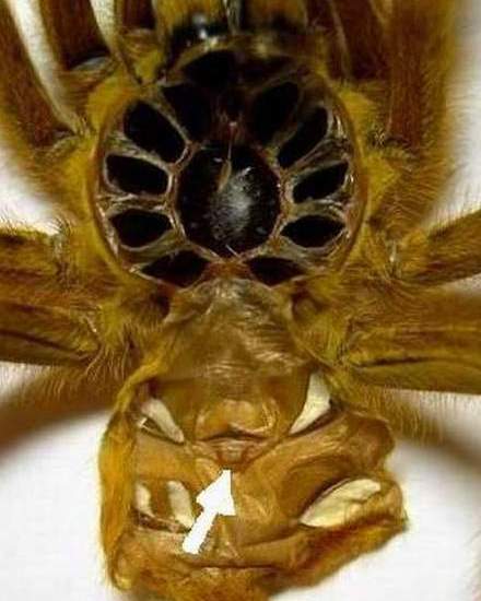 Spermatecae of some species has overtured form. Pterinochilus murinus ncf.   Photo (с) Eugeny Rogov
