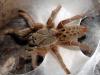 adult female constracting an eggsac