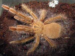Паук-птицеед Theraphosa blondi населяет глубокие норы под густым пологом тропического леса и также 