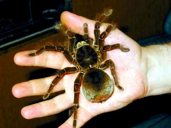 Goliaph tarantula Theraphosa blondi on author`s hand