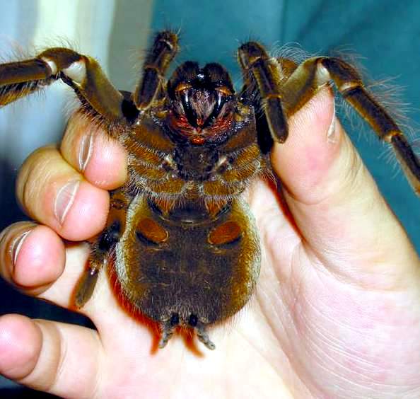 Вид снизу паука-птицееда Theraphosa blondi
